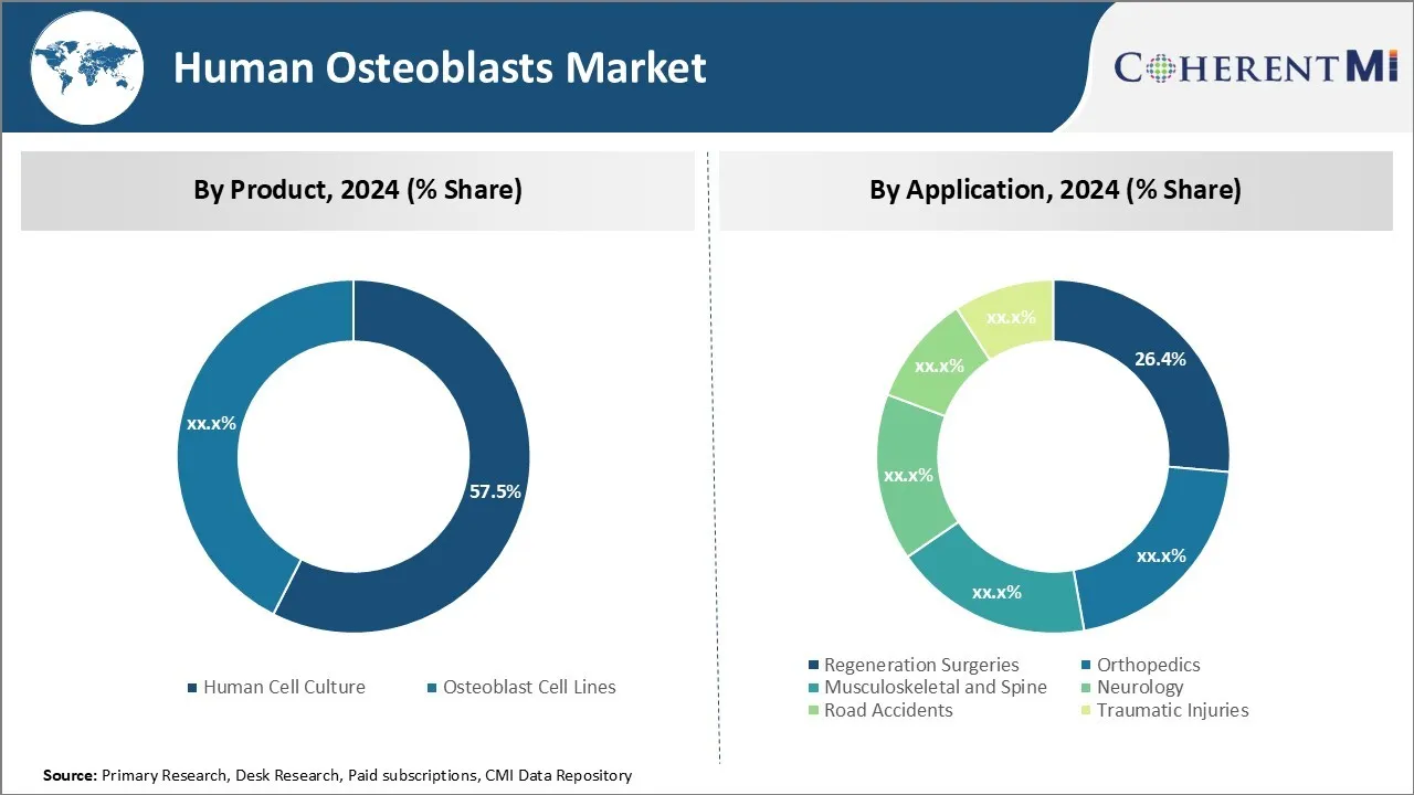 Human Osteoblasts Market By Segment Type